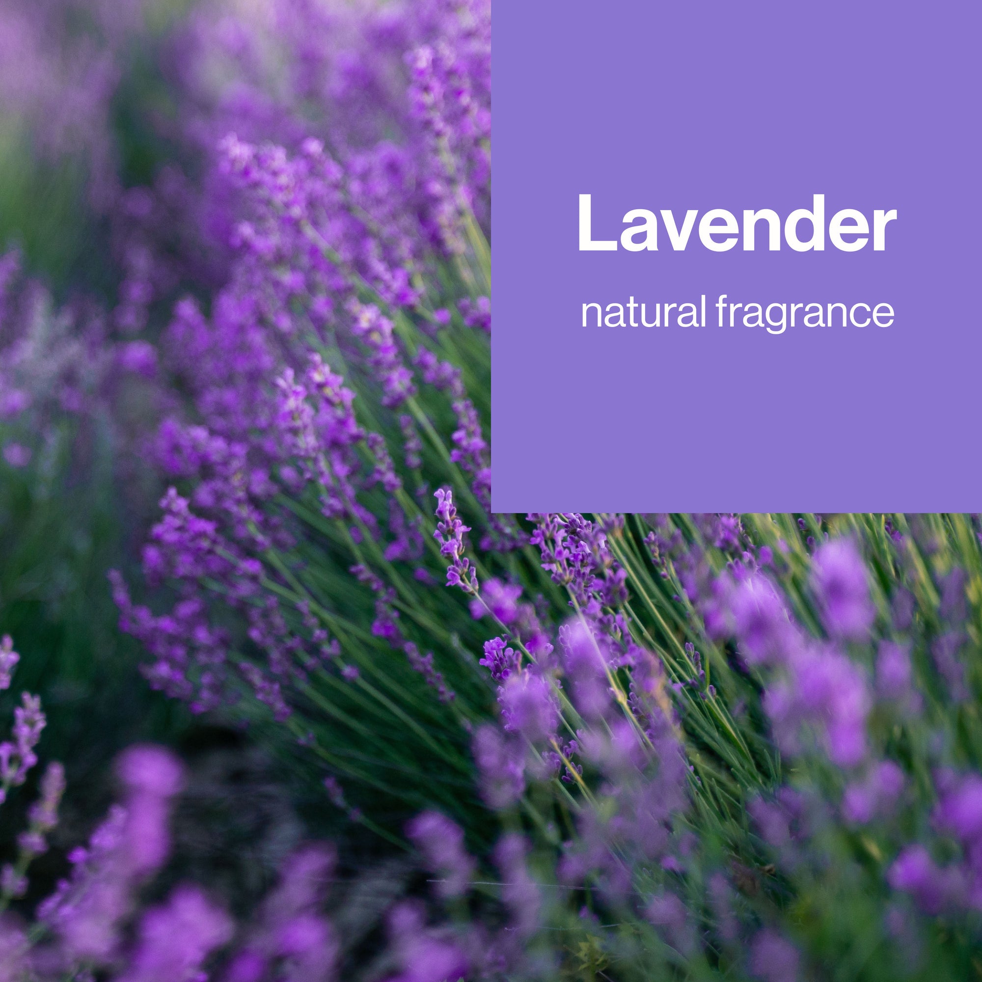 Sanitizing Alcohol Wipes, Lavender Field - Image 6